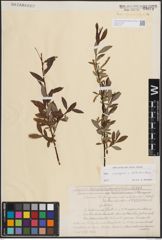Foto von Salix eleagnos Scop. x Salix waldsteiniana Willd.